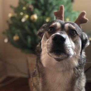 Meet your Posher, Roni